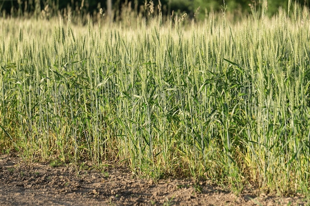 麦畑の背景。夏の日当たりの良い畑での小麦の収穫。農業、ライ麦栽培、バイオエコフードのコンセプトの成長。高品質の写真