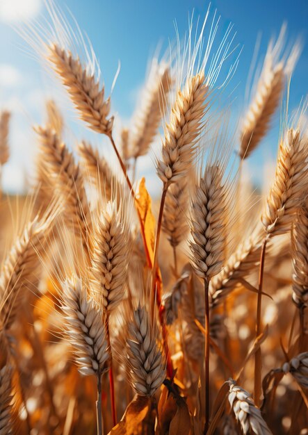 A Wheat Field Basking in the Radiant Glow of Summer Daylight Generative A