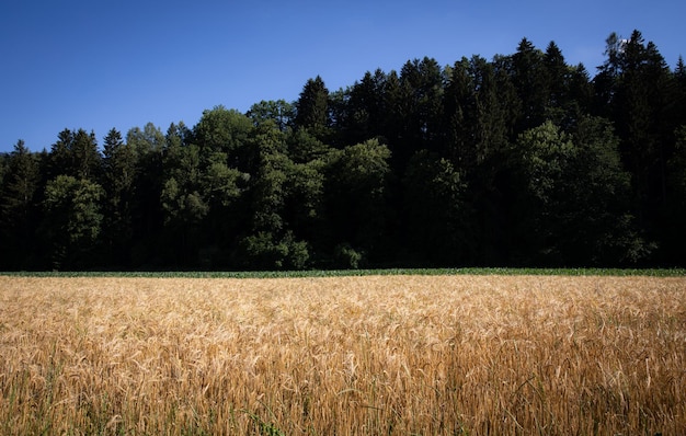 麦畑美しい田園風景