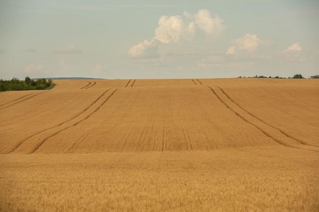 Wheat field and blue sky Agricultural landscape with ears of wheat