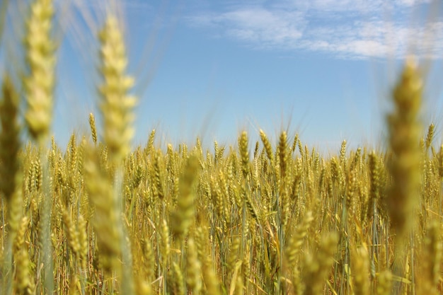 Wheat field on a blue sky background