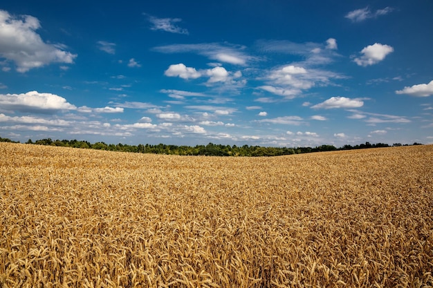 Wheat field under blue sky rich harvest theme rural landscape with ripe golden wheat the global problem of grain in the world