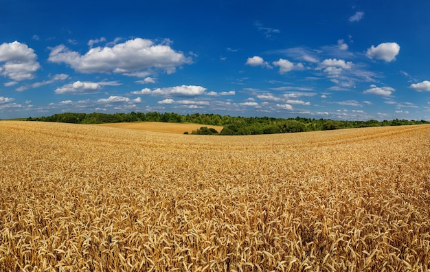 Wheat field under blue sky Rich harvest theme Rural landscape with ripe golden wheat The global problem of grain in the world