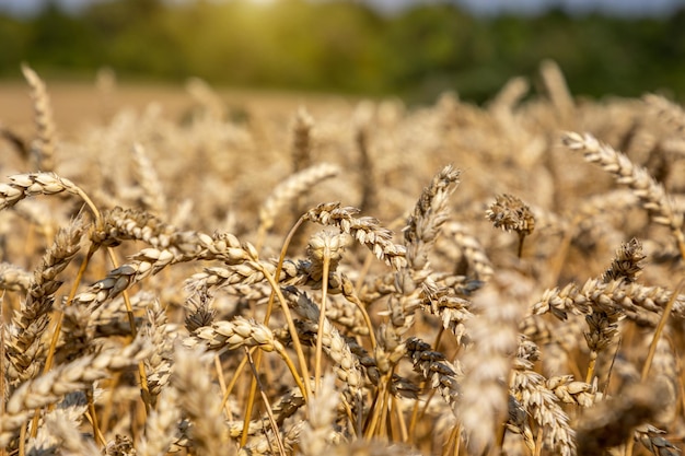 Пшеничное поле под голубым небом Тема богатого урожая Сельский пейзаж со спелой золотой пшеницей Глобальная проблема зерна в мире