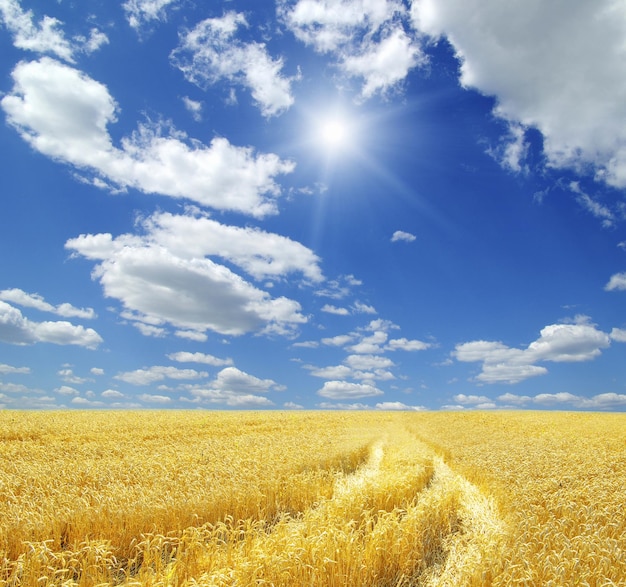 Поле пшеницы и голубое небо с солнцем