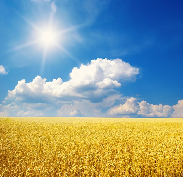 Wheat field and blue sky with sun