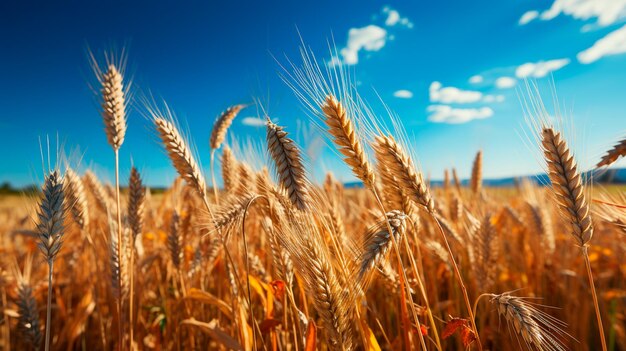 wheat field and blue sky