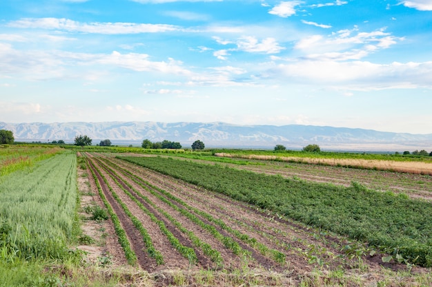 Campo di grano sotto il cielo blu