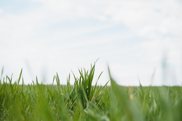 Campo di grano e cielo blu