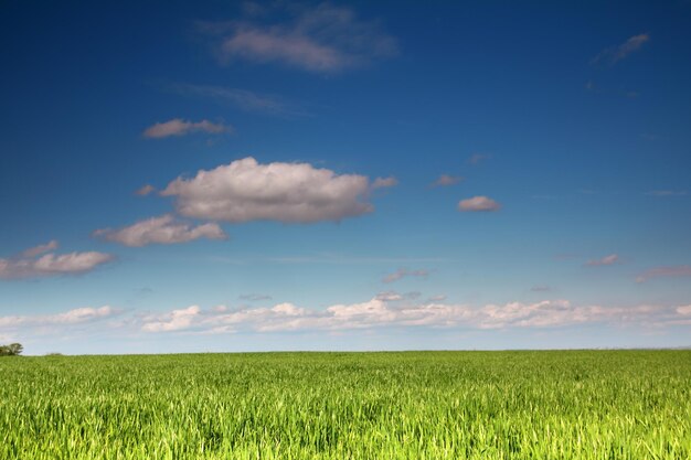 Wheat field under blue sky