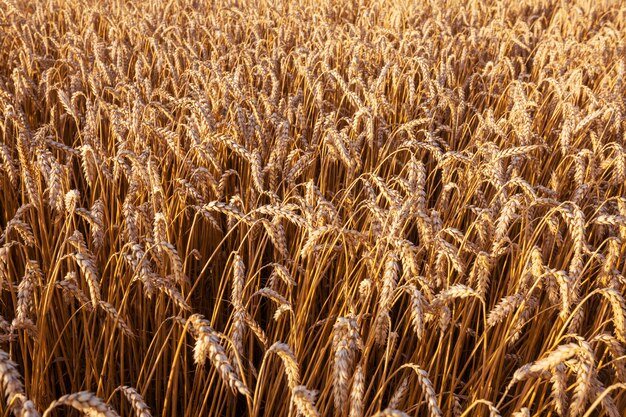 写真 麦畑、クローズアップショット。小麦の熟した穂は自然の中で育ちます。