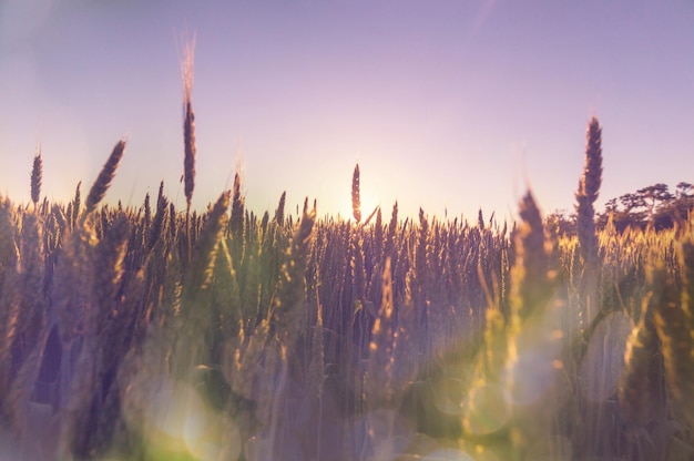 Wheat field, close up shot