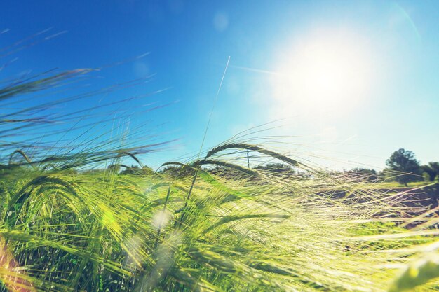 Wheat field, close up shot