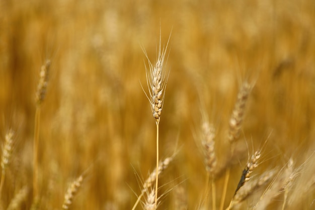 Primo piano del campo di grano. il grano giallo cresce