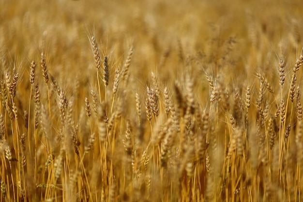 Primo piano del campo di grano. il grano giallo cresce