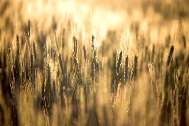 Primo piano del campo di grano