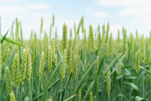 Wheat field closeup