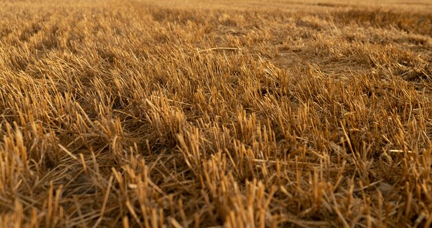 Wheat field on a cloudy day