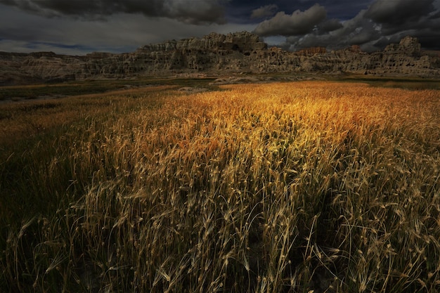 Wheat field in the countryside at night