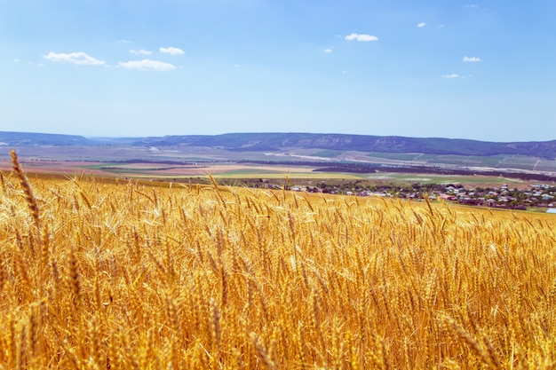 Campo di grano in crimea. giorno d'estate