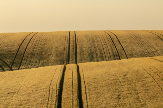 Wheat field at dawn.