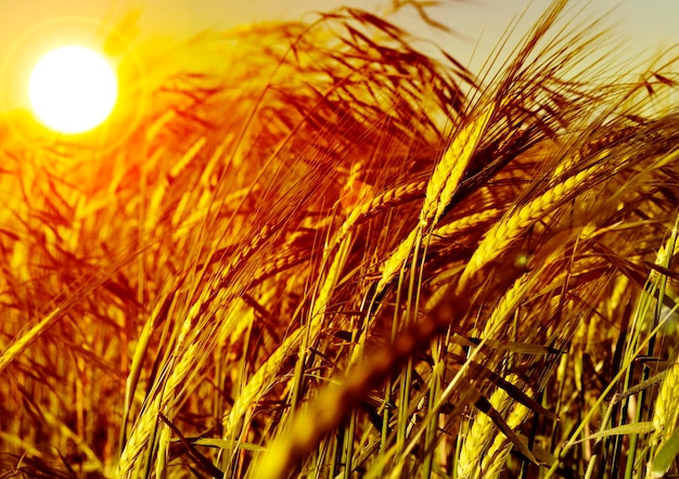 Wheat field detail