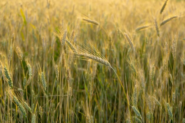 Wheat field during sunnrise or sunset slovakia