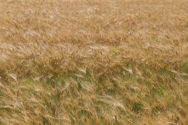 Foto spighe di campo di grano che ondeggiano nella vista dall'alto del vento