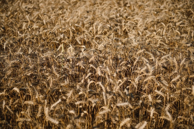 Wheat field Ears of golden wheat Beautiful Sunset Landscape Background of ripening ears Ripe cereal crop close up