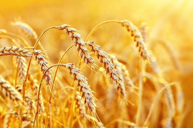 Wheat field. Ears of golden wheat. Beautiful Sunset Landscape. Ripe cereal crop. close up