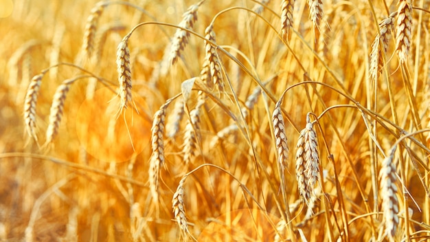 Wheat field. Ears of golden wheat. Beautiful Sunset Landscape.