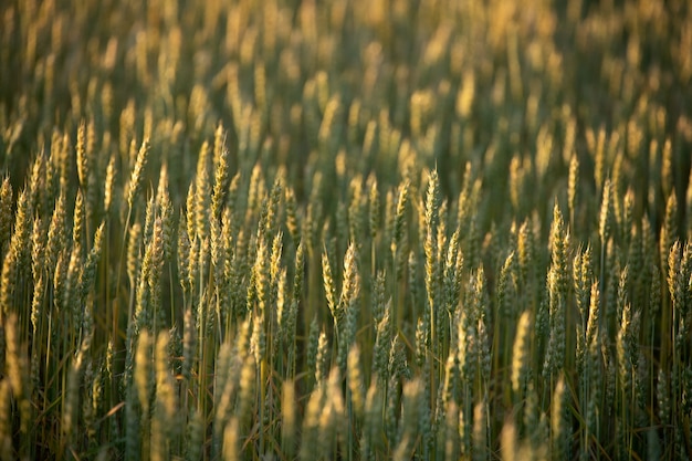 Wheat field. Ears of golden wheat c