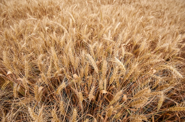 Wheat field. Ears of golden wheat close up. Background of ripening ears of meadow wheat field. Top down view.