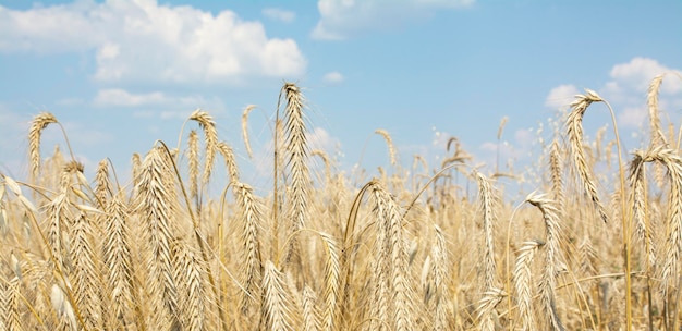 Wheat field. Ears of golden wheat close up. Background of ripening ears of meadow wheat field.