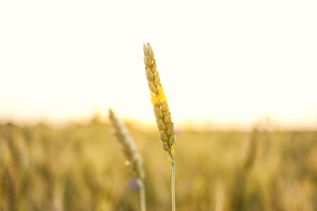 밀밭 황금 밀의 귀를 닫습니다 아름 다운 자연 일몰 풍경 빛나는 햇빛 아래 농촌 풍경 초원 밀밭의 익는 귀의 배경 풍부한 수확 개념 매크로 촬영
