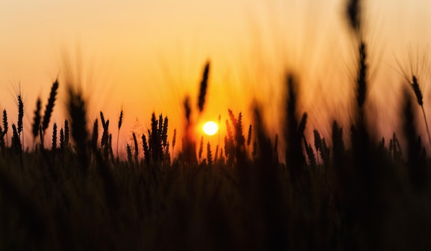 Wheat field Ears of golden wheat close up Beautiful Nature Sunset Landscape Rural Scenery under Shining Sunlight Background of ripening ears of meadow wheat field Rich harvest Concept