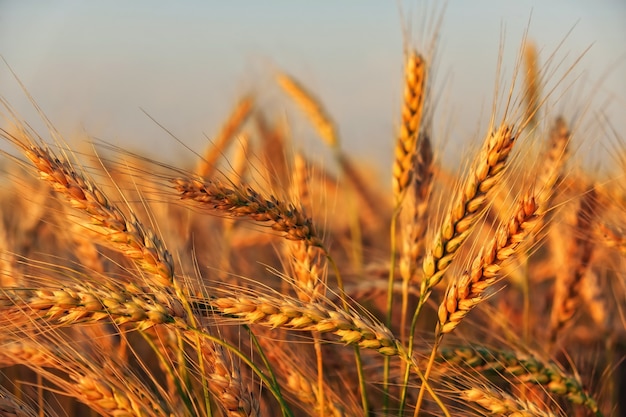 Campo di grano. spighe di grano dorato da vicino. bellissimo paesaggio al tramonto della natura. paesaggio rurale sotto la luce del sole splendente. fondo delle orecchie di maturazione del giacimento di grano del prato. concetto di raccolto ricco