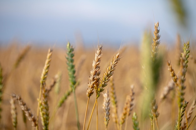 Wheat field. Ears of golden wheat close up. Beautiful Nature Sunset Landscape. Rural Scenery under Shining Sunlight. Background of ripening ears of wheat field. Rich harvest Concept. Label art design