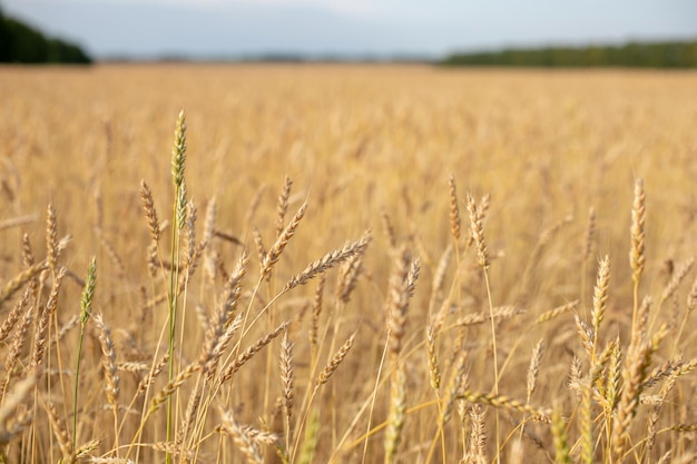 Wheat field. Ears of golden wheat close up. Beautiful Nature Sunset Landscape. Rural Scenery under Shining Sunlight. Background of ripening ears of wheat field. Rich harvest Concept. Label art design