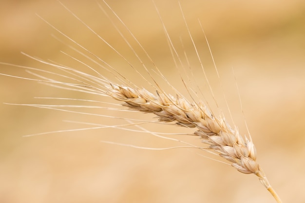 Wheat field. Ears of golden wheat close up. Beautiful Nature Sunset Landscape. Rural Scenery under Shining Sunlight.