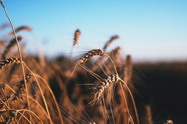 Wheat field Ears of golden wheat close up Beautiful Nature Sunset Landscape