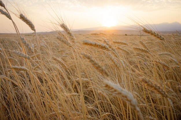 Wheat field Ears of golden wheat close up Harvesting concept