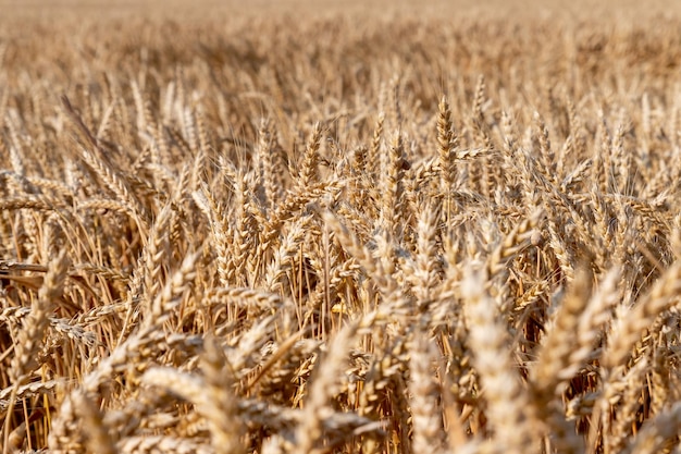 Wheat field Ears of golden wheat close up Organic farming Rural Scenery under Shining Sunlight ripening ears of meadow wheat field Rich harvest Concept