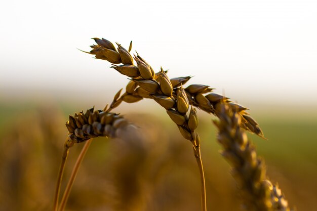 Wheat field. Ears of golden wheat close up. of ripening ears of meadow wheat field.