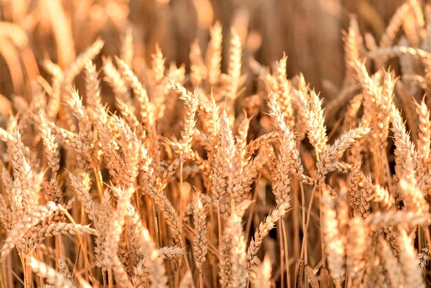 Wheat field Ears of golden wheat close up Rural Scenery under Shining sunset closeup