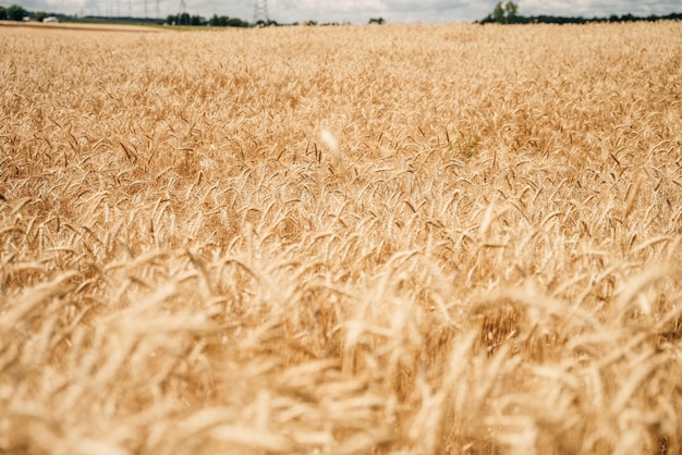 Пшеничное поле Золотые усы пшеницы вблизи