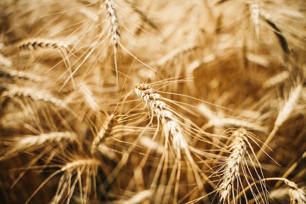 Foto campo di grano orecchie di grano dorato da vicino