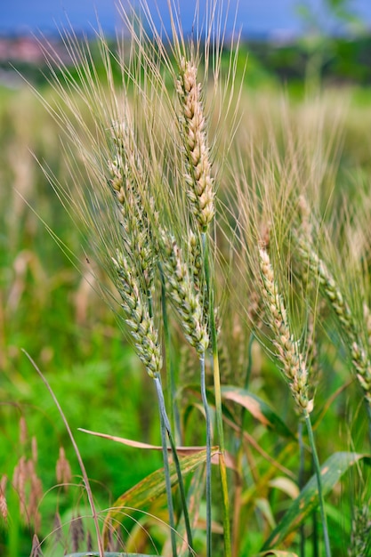 小麦畑。黄金の小麦のクローズアップの耳。収穫の概念