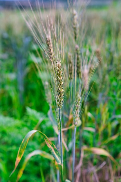 Wheat field. Ears of golden wheat closeup. Harvest concept