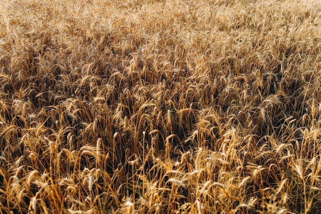 Wheat field Ears of golden wheat closeup Harvest concept